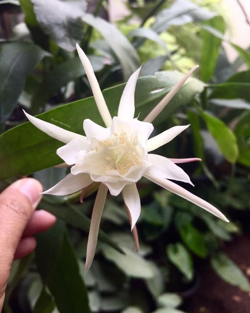 Dutchman's Pipe Cactus