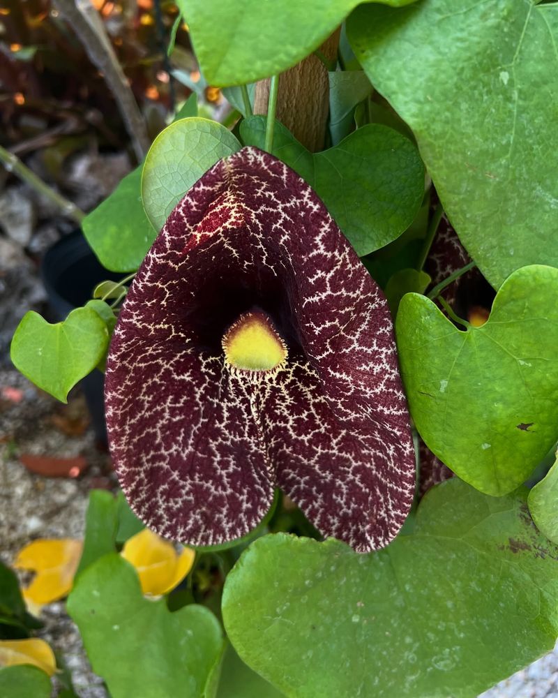 Dutchman's Pipe (Aristolochia macrophylla)