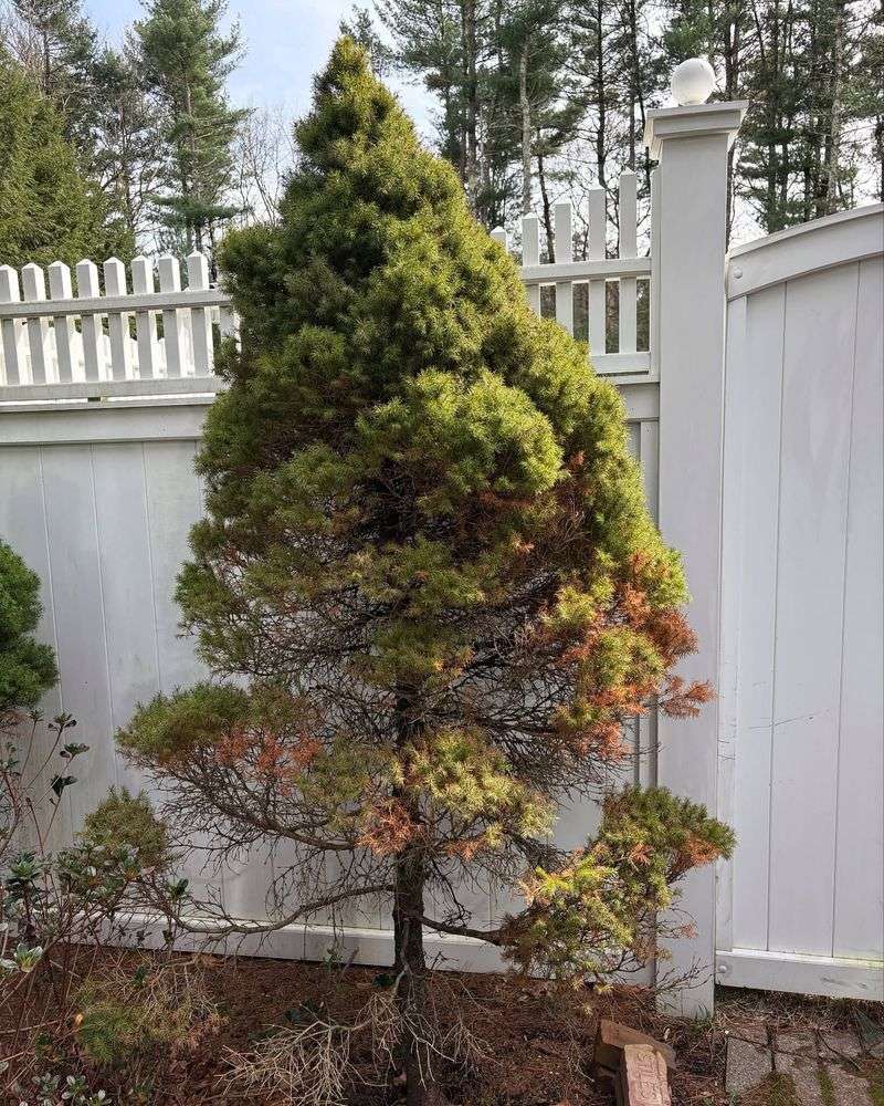 Dwarf Alberta Spruce