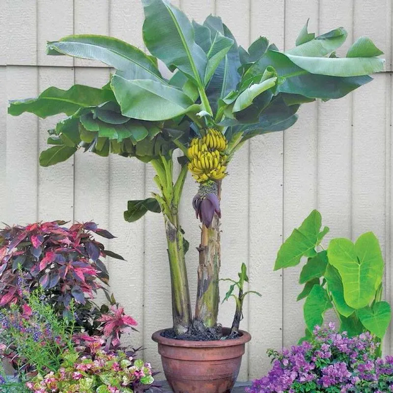 Dwarf Banana Tree
