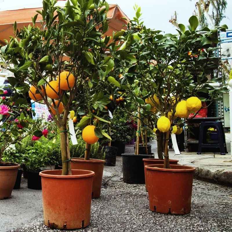 Dwarf Citrus Trees