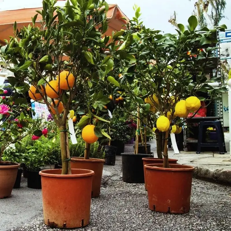 Dwarf Citrus Trees