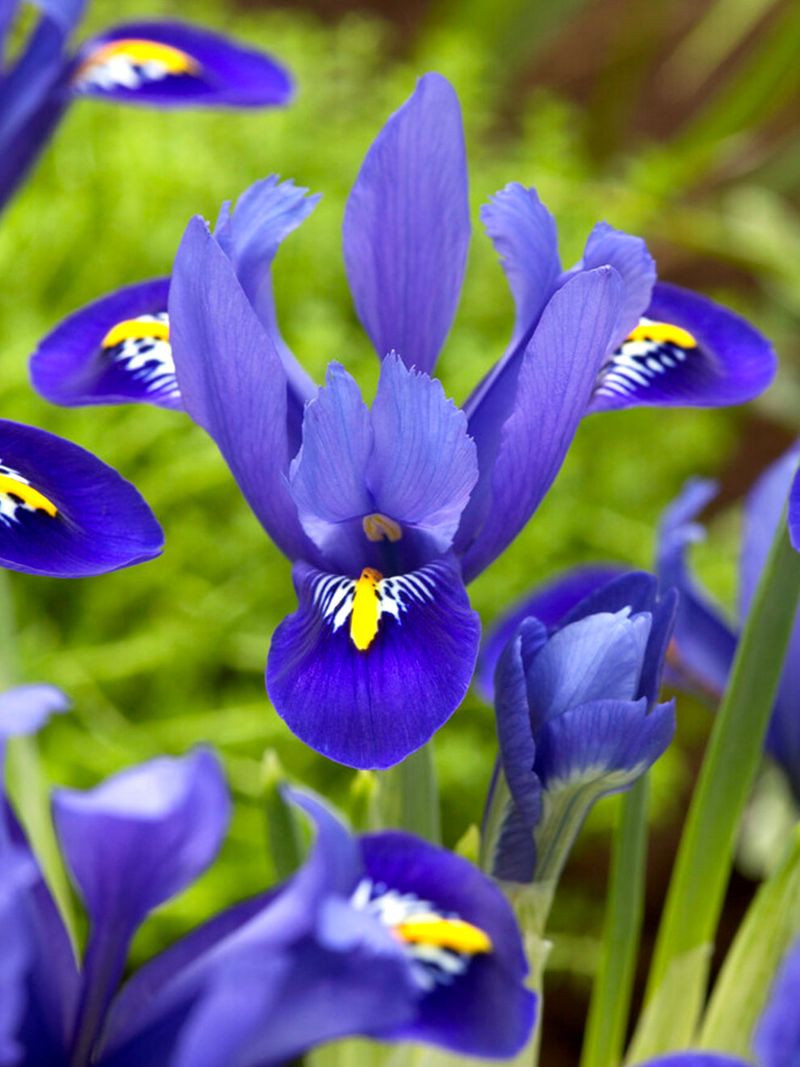 Dwarf Iris