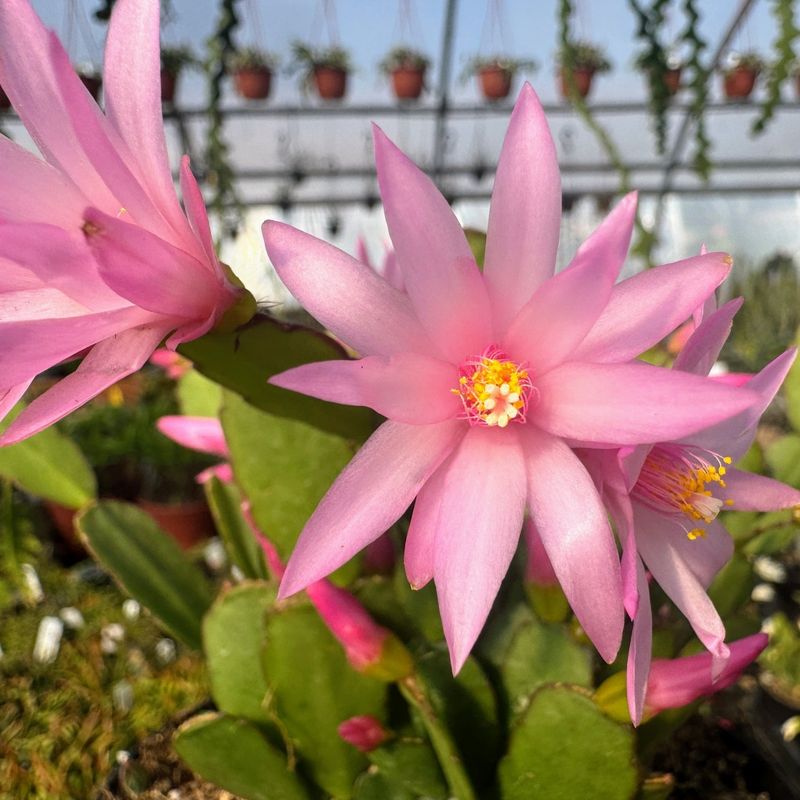 Easter Cactus (Hatiora gaertneri)