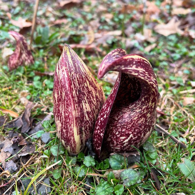 Eastern Skunk Cabbage