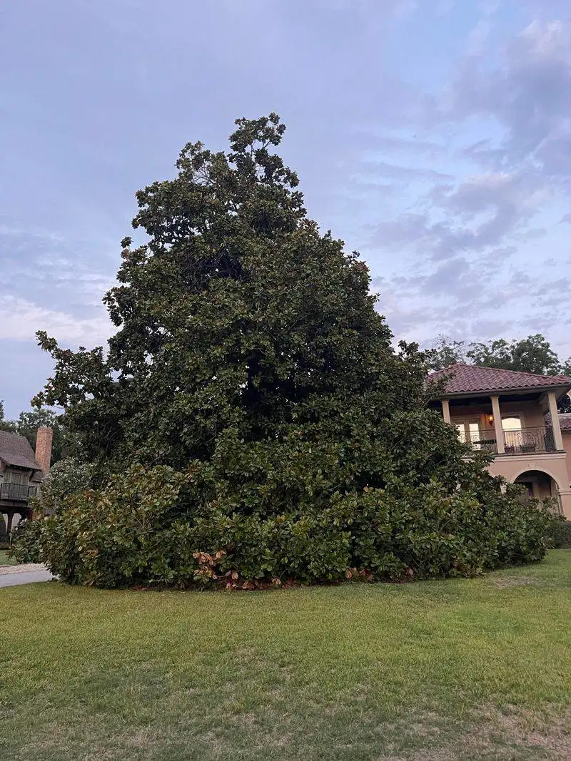 Southern Magnolia
