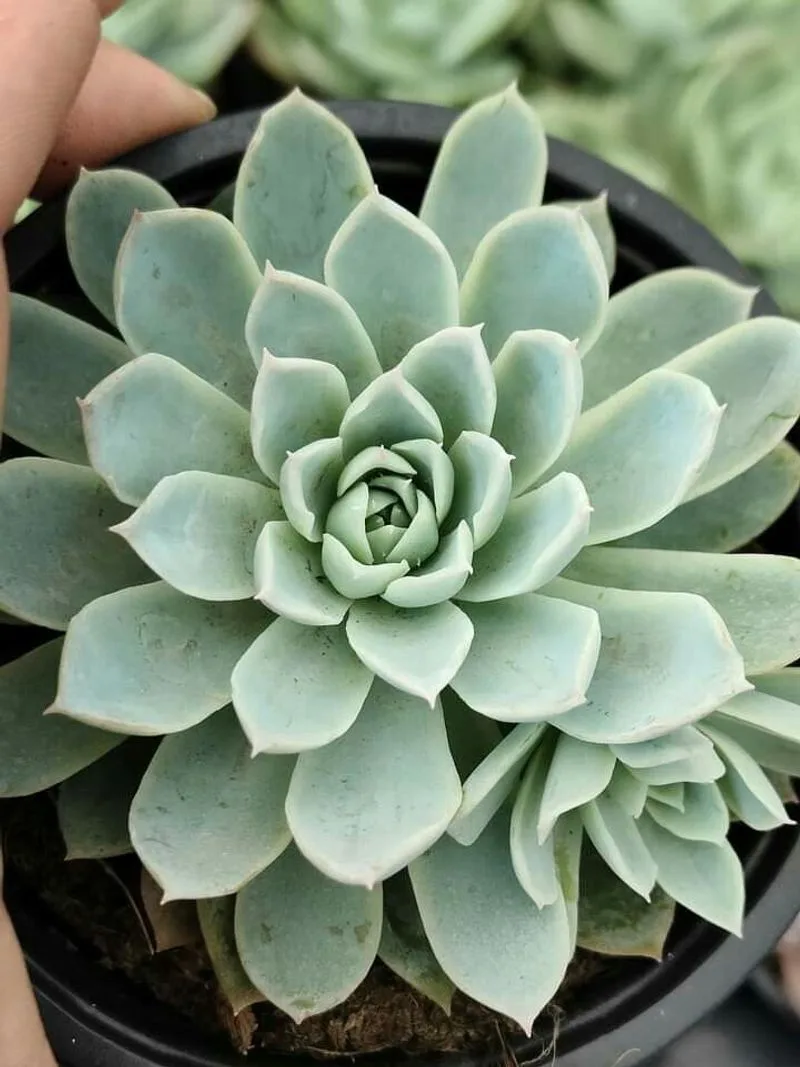 Echeveria