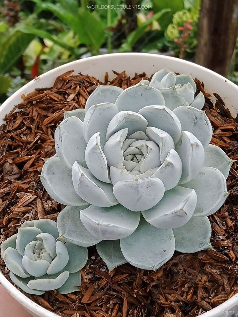 Echeveria