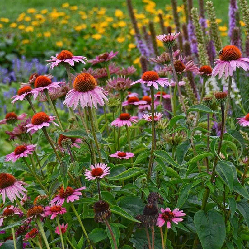 Echinacea