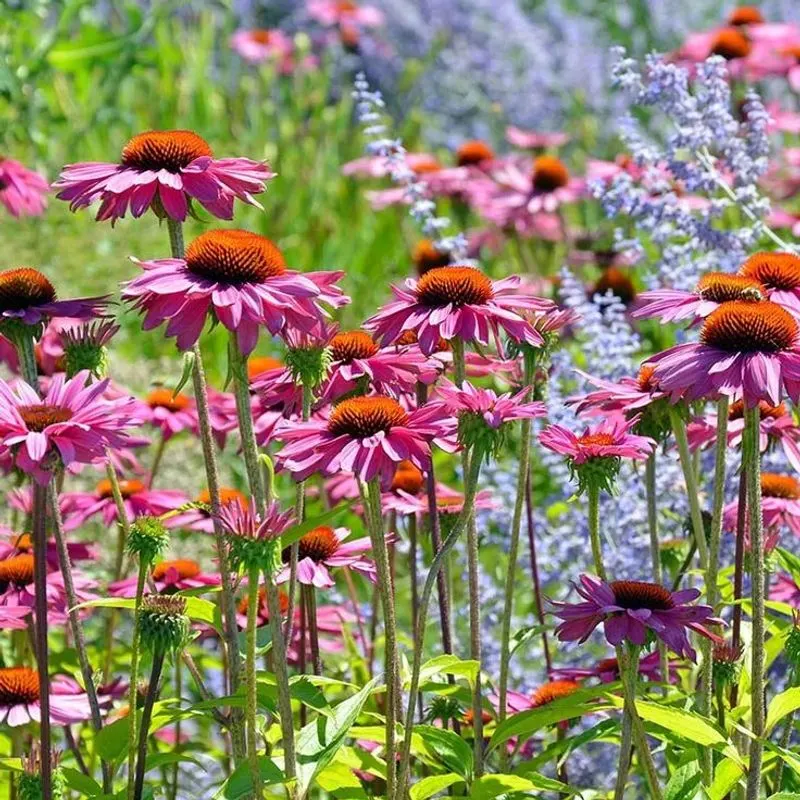 Echinacea