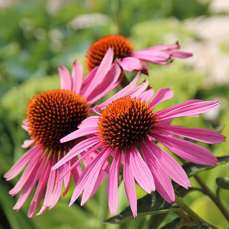 Echinacea