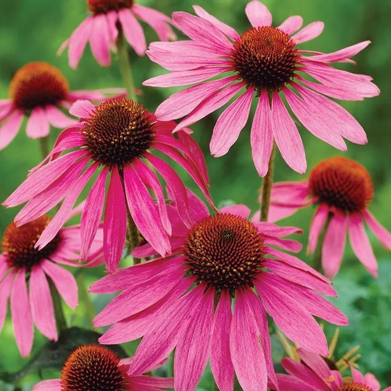 Echinacea