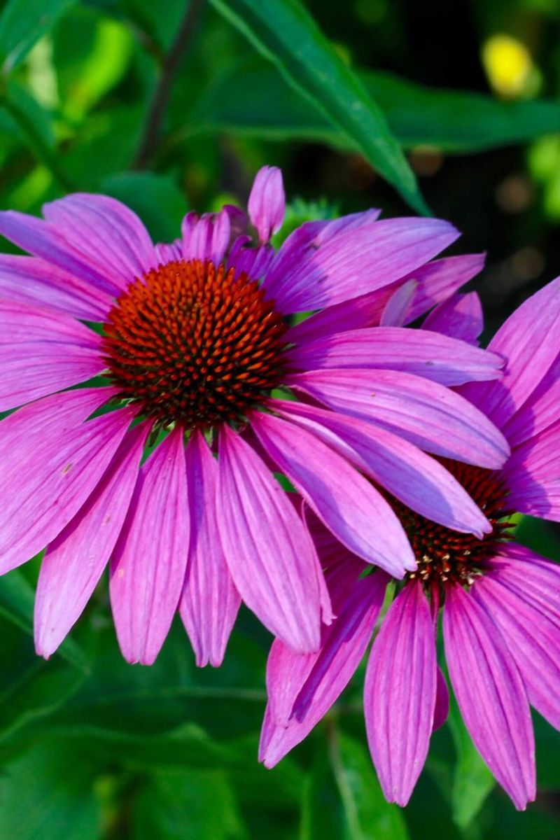 Echinacea