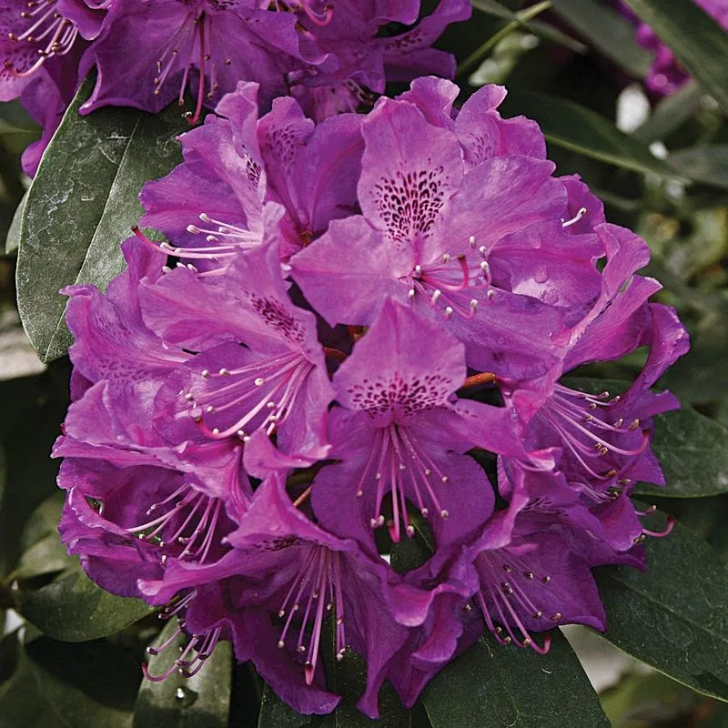Rhododendron