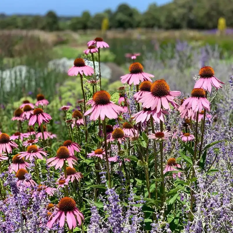Echinacea