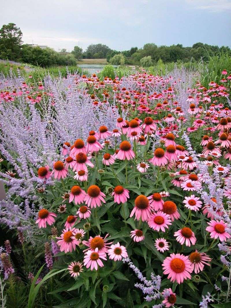 Echinacea