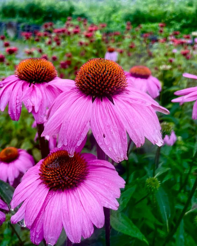 Echinacea (Coneflower)