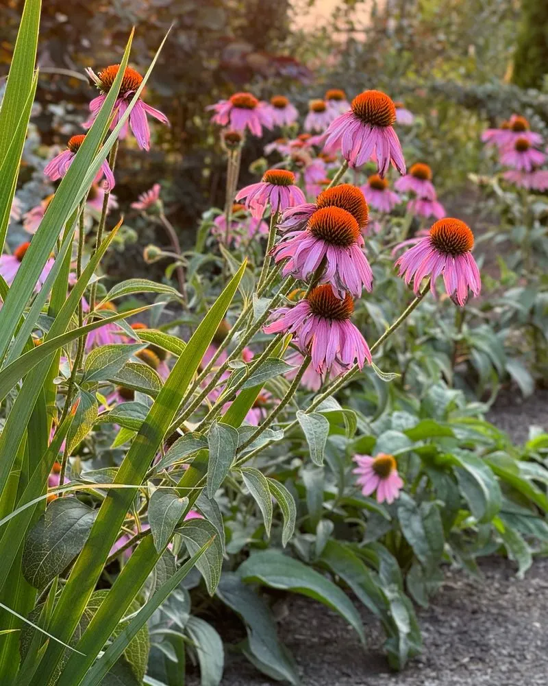 Echinacea (Echinacea purpurea)