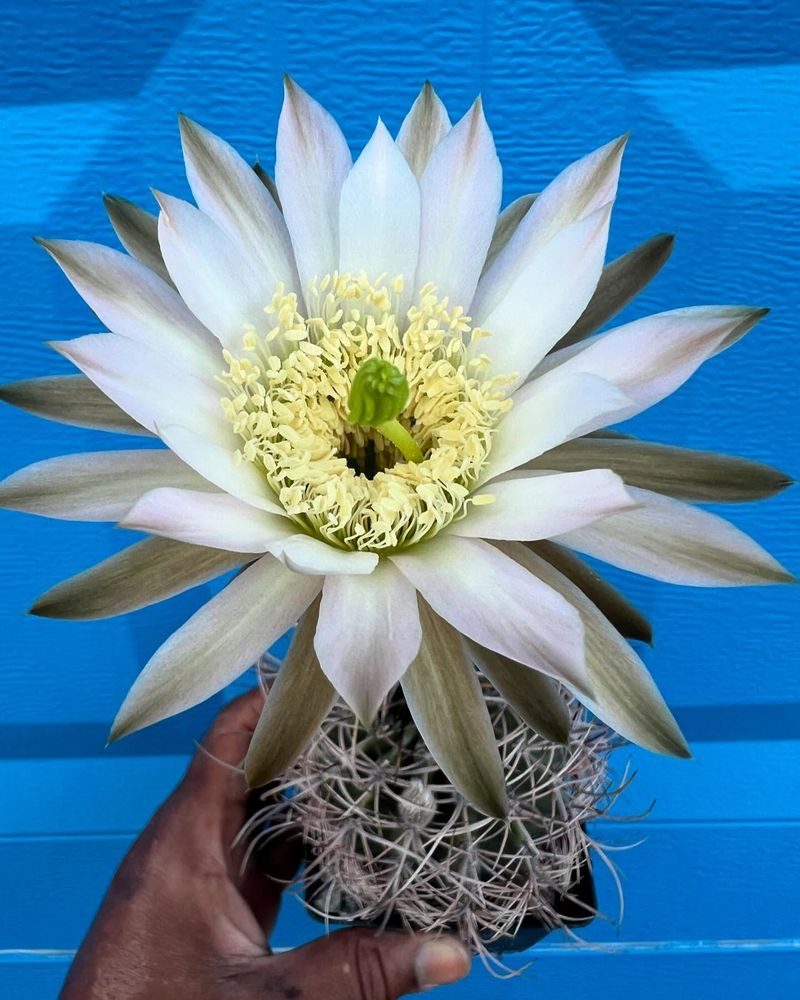 Echinopsis