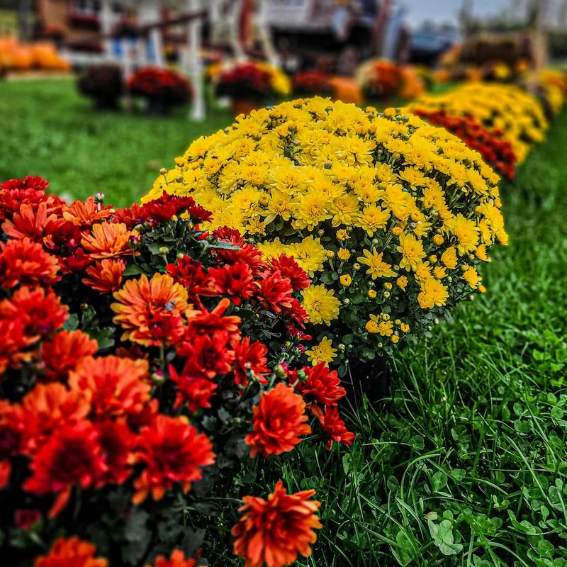 Edible Chrysanthemum