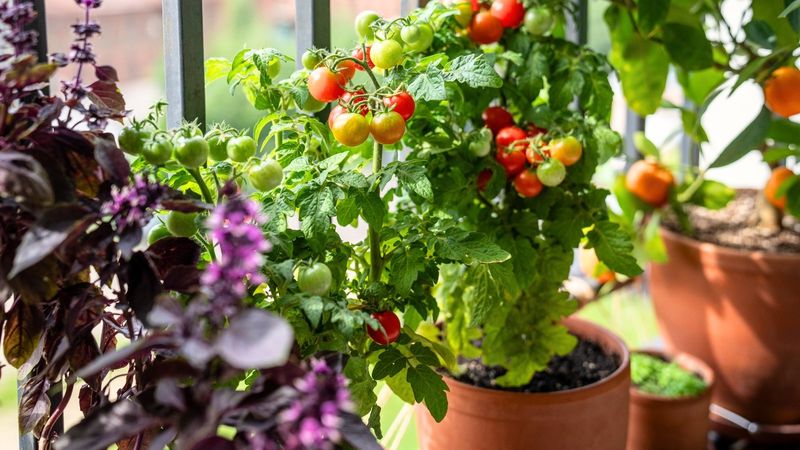 Edible Plant Pots