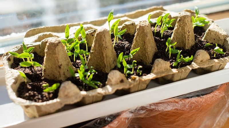 Egg Carton Seed Starters