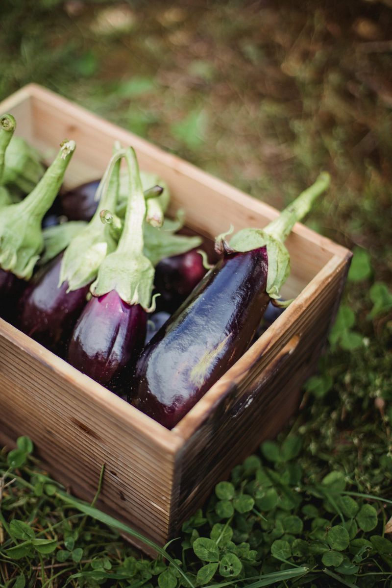 Eggplants