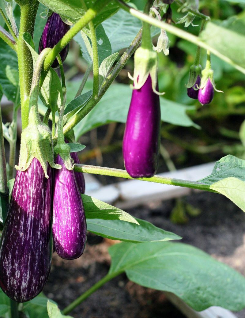Eggplants