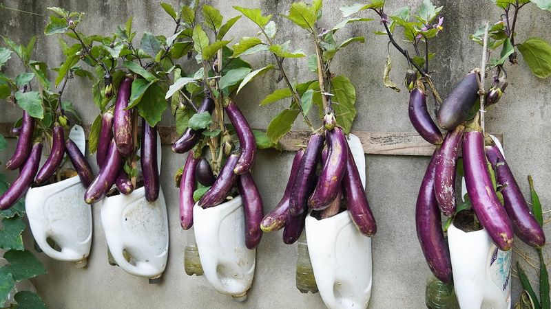 Eggplants