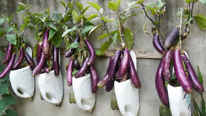 Eggplants