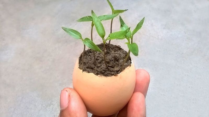 Eggshells