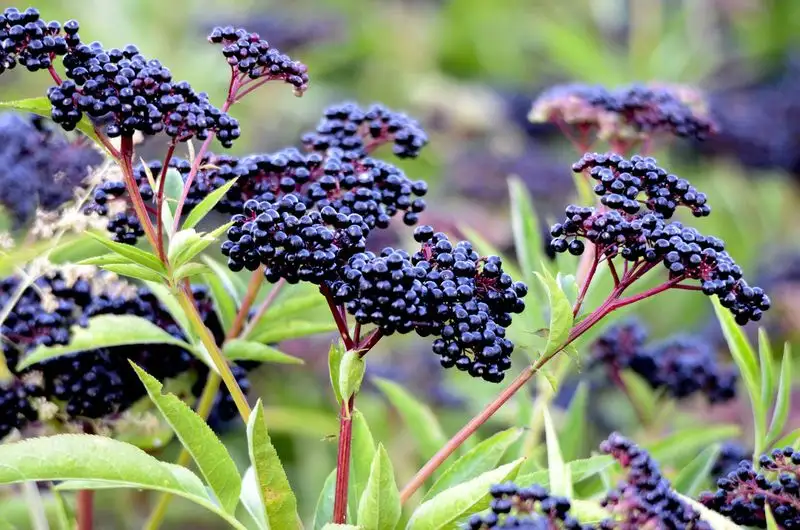 Elderberries