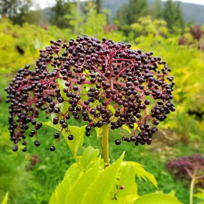 Elderberries
