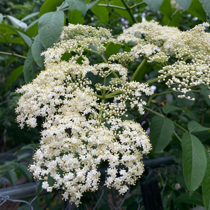 Elderberry
