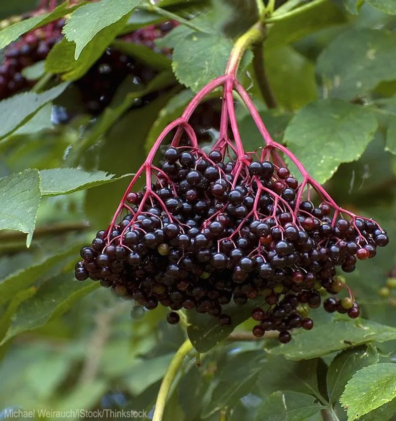 Elderberry