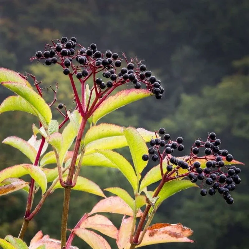 Elderberry