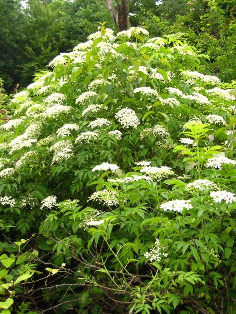 Elderberry