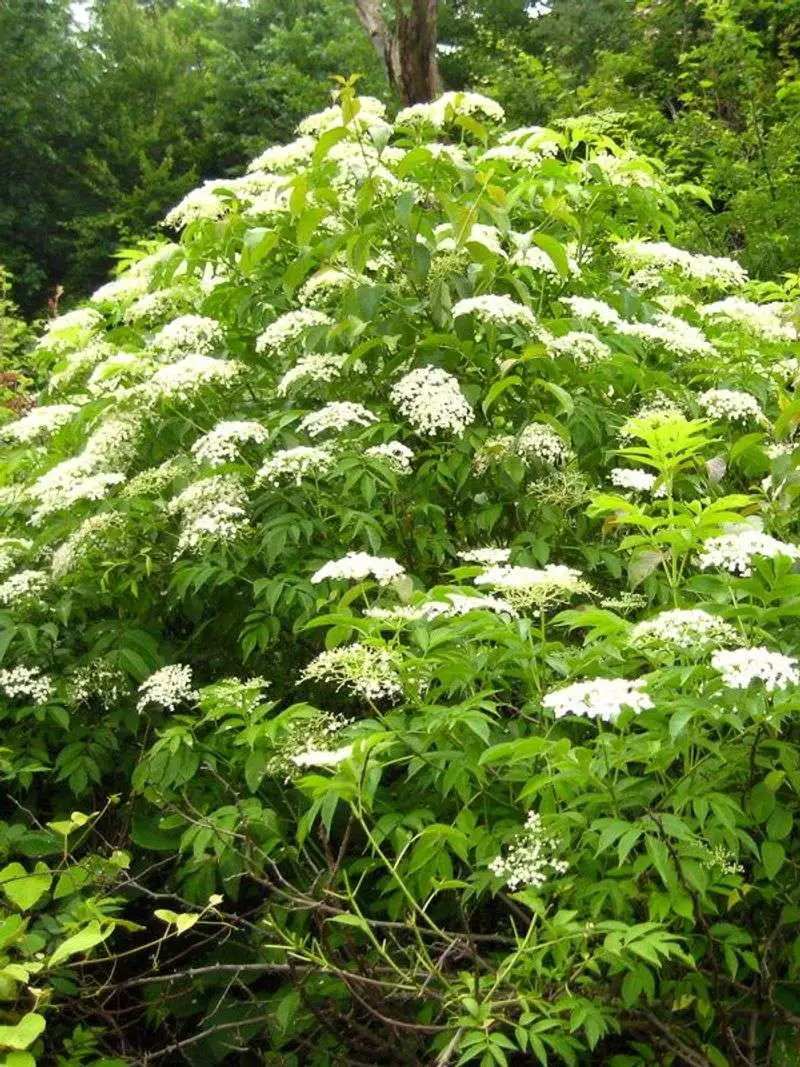 Elderberry