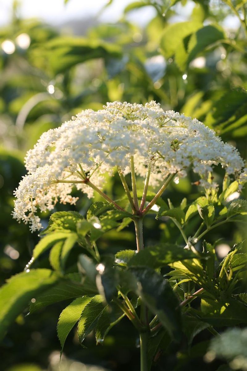 Elderflower