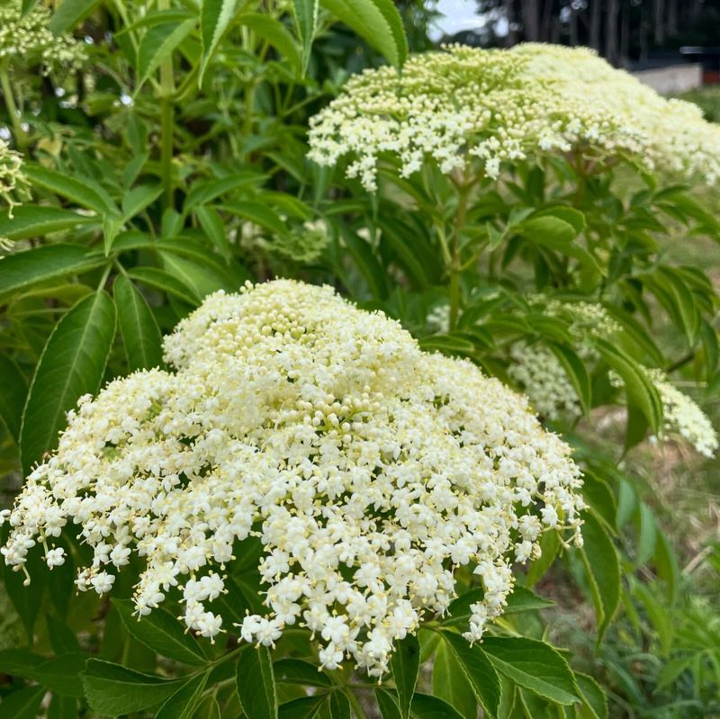 Elderflower