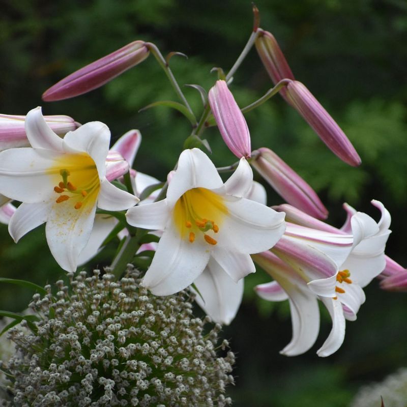 Elegant Lily