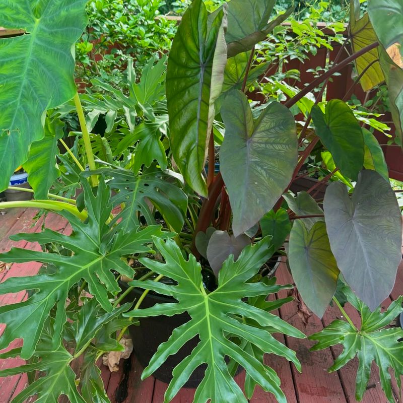Elephant Ears