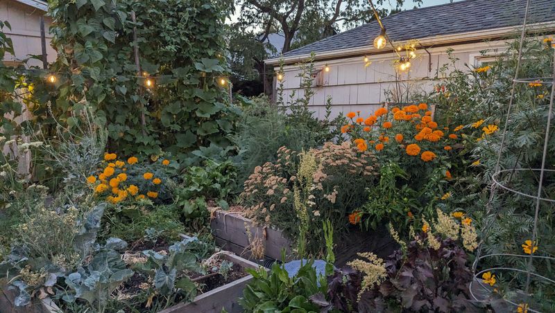 Embrace Companion Planting