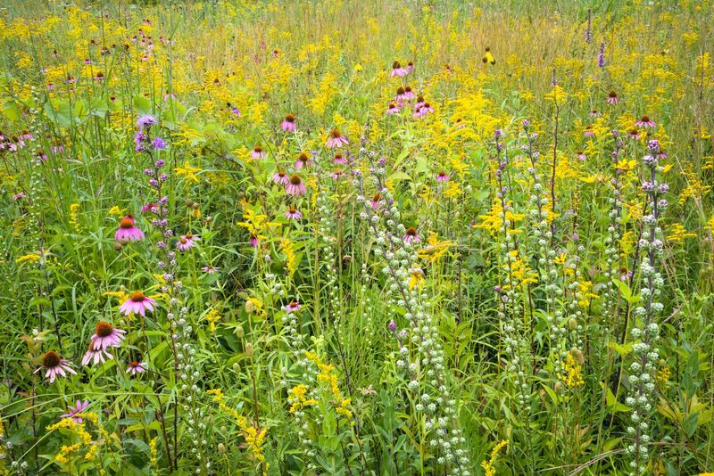 Embracing Native Plants