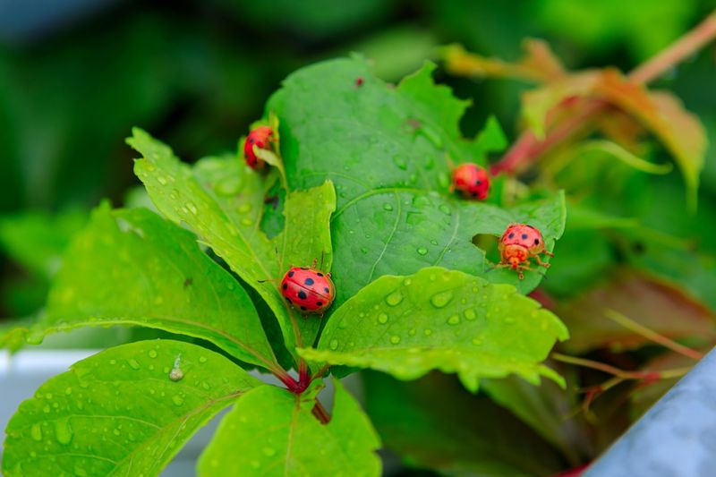 Encourage Beneficial Insects