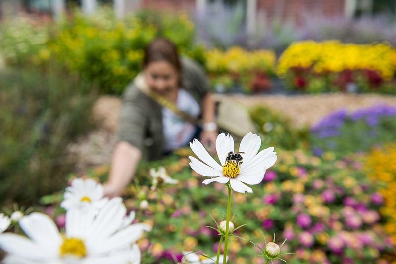 Encouraging Pollinators