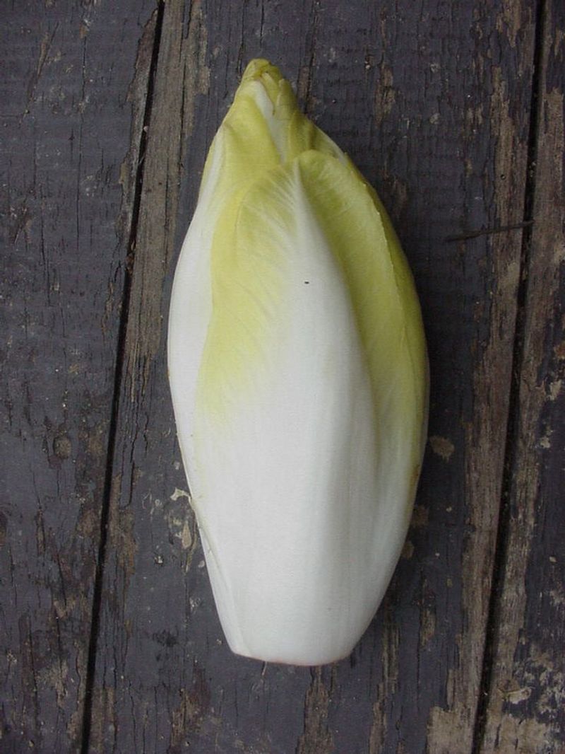 Endive