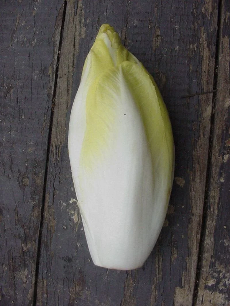 Endive