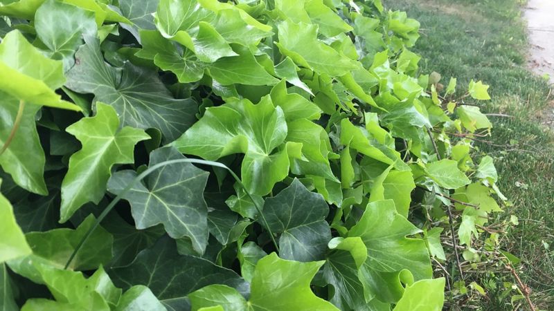 English Ivy