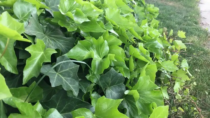 English Ivy